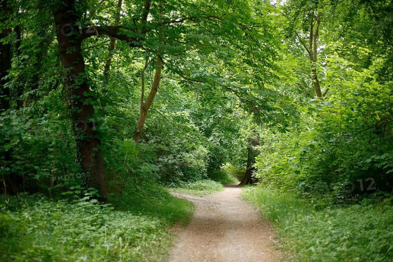 Forest path