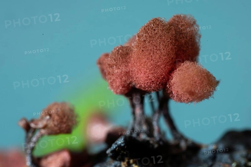 Brick-red stalk slime mould several fruiting bodies with dark stalks and woolly-felty red hats next to each other in front of blue sky