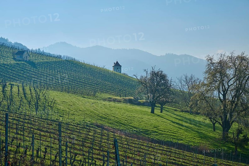 Vineyards