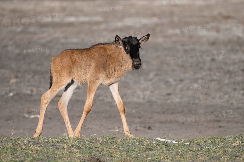 Wildebeest