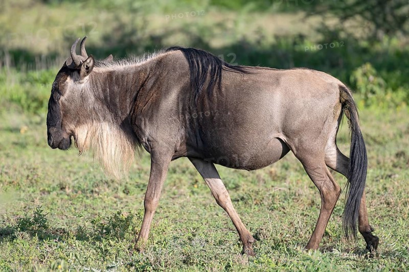Wildebeest