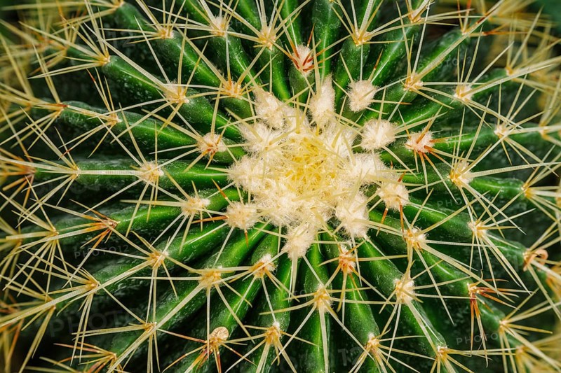 or Kroenleinia grusonii also known as golden barrel cactus