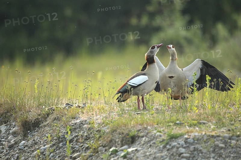 Egyptian goose