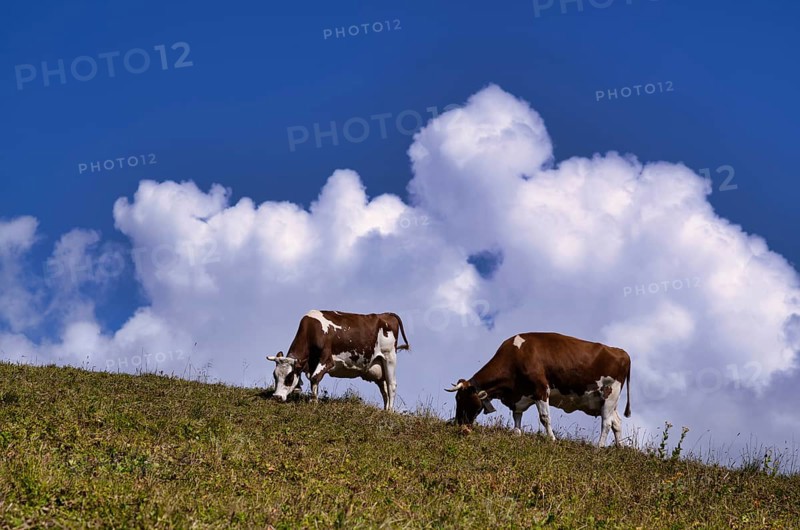 Dairy cows in the pasture