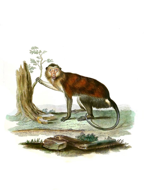 Mammals
