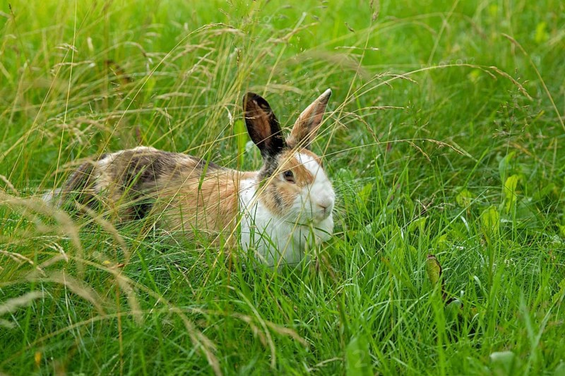 Dutch rabbit sitting in the grass