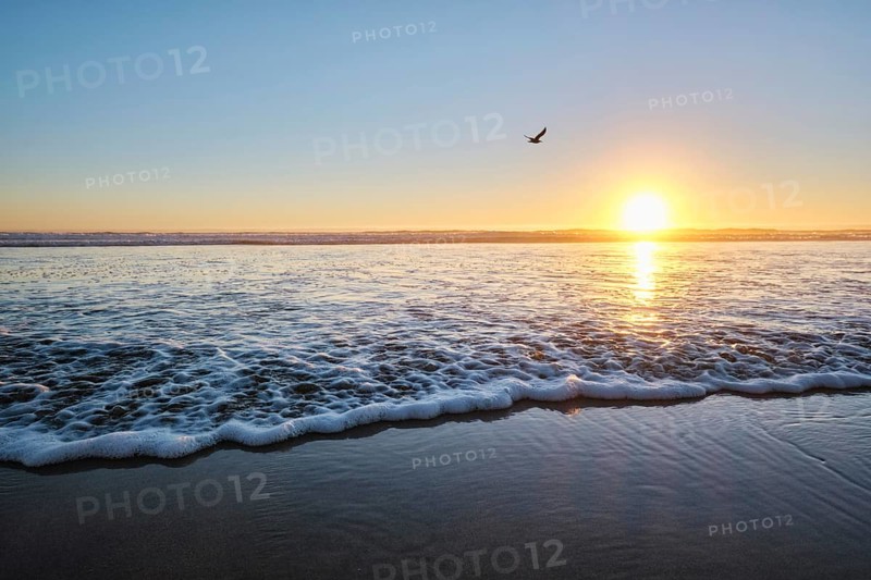 Seagulls fly on beach sund at atlantic ocean sunset with surging waves at Fonte da Telha beach
