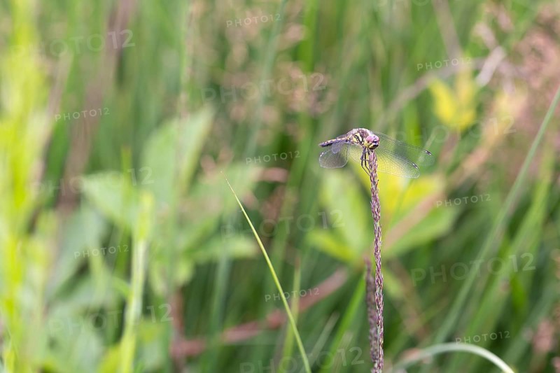 Black darter