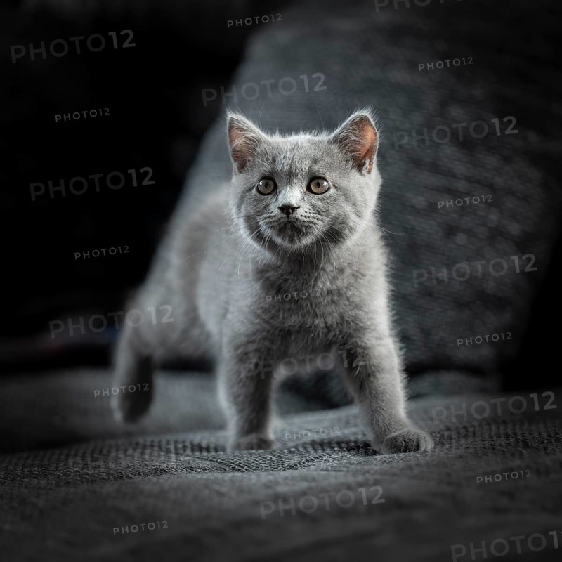 British Shorthair male