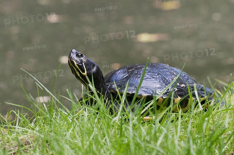 Yellow-bellied slider