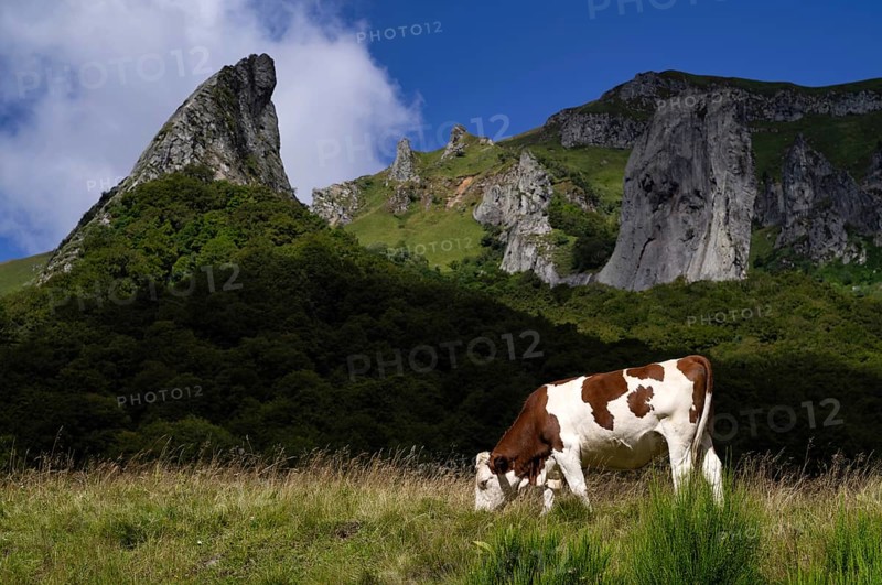 Dairy cow