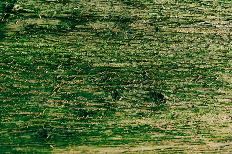 Close up bark covered with green moss