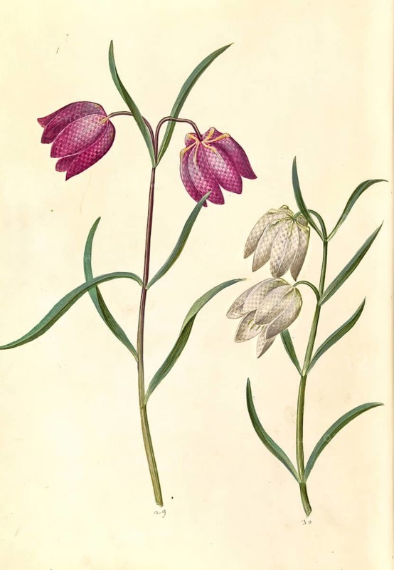 Chess flower