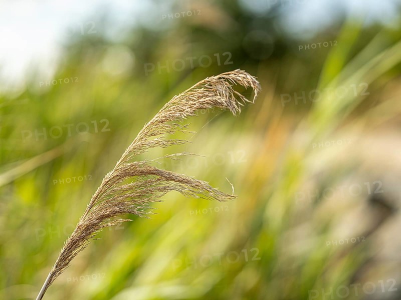 Common reed