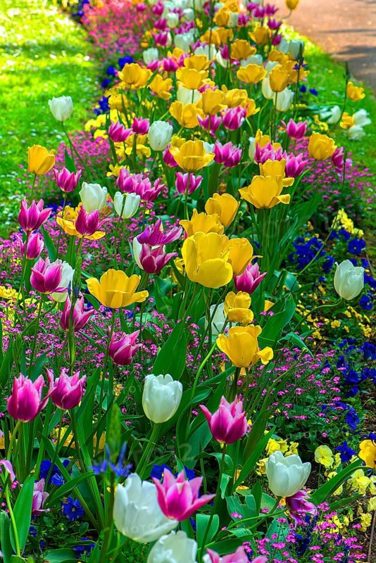 Tulip blossoms