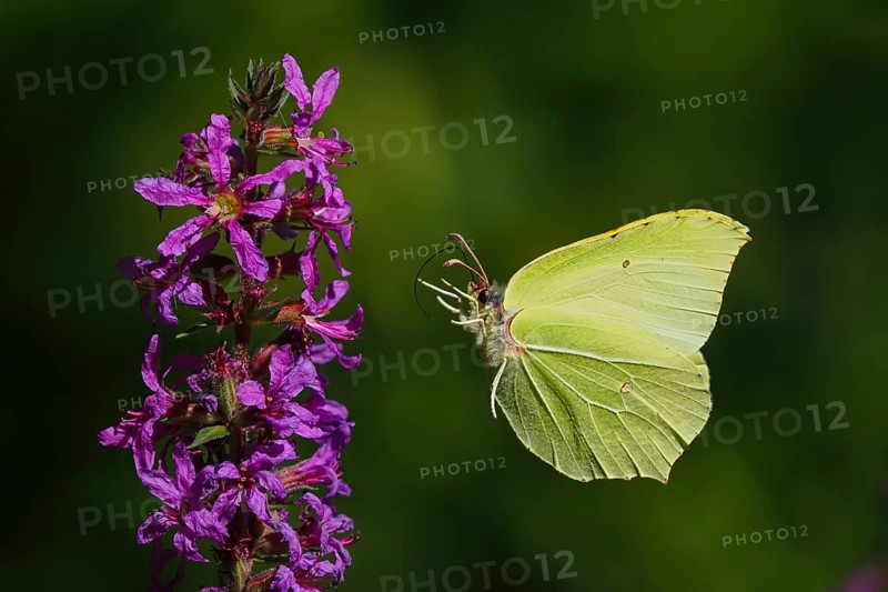 Brimstone