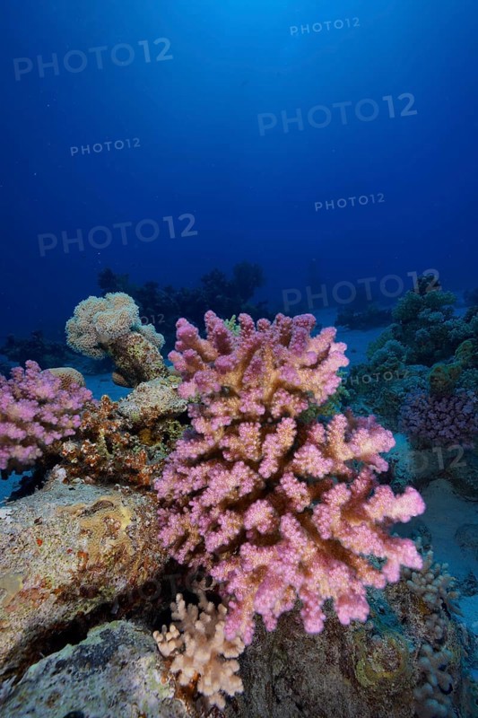 Pawpaw Coral