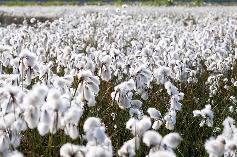 Common cottongrass
