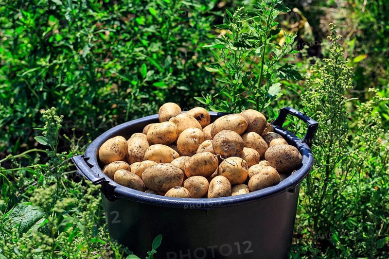 Potato harvest