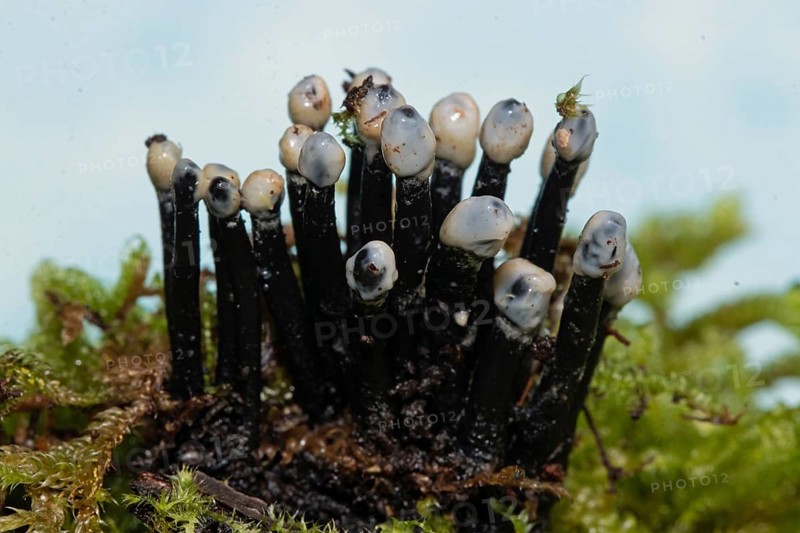 Conidia black cup secondary fruit form several black rough stems and egg-shaped milk-white heads next to each other on tree stump with green moss against blue sky