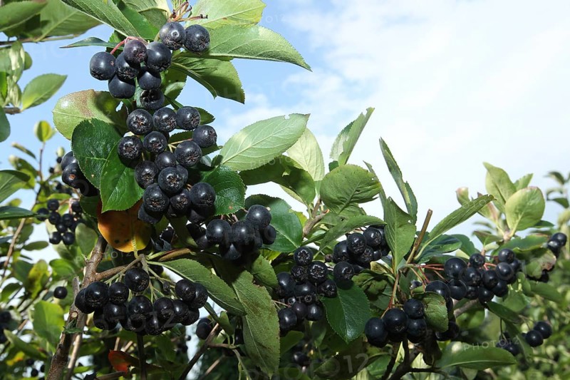Aronia or chokeberry