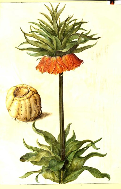 Kaiser's crown