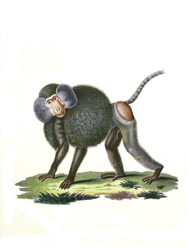 Mammals