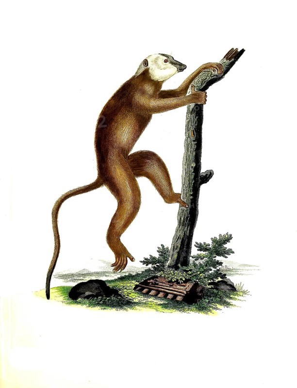 Mammals