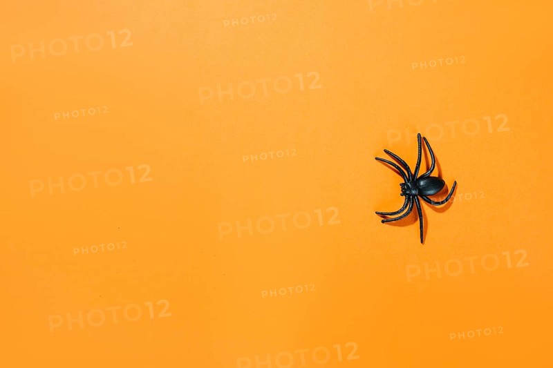 Black decorative spider with long legs