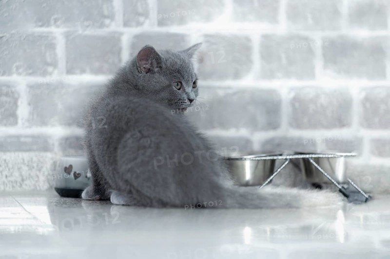 British Shorthair male