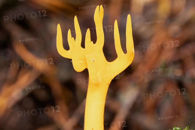 Sticky hornling branchy yellow fruiting body