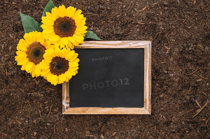 Gardening composition with sunflowers blank slate