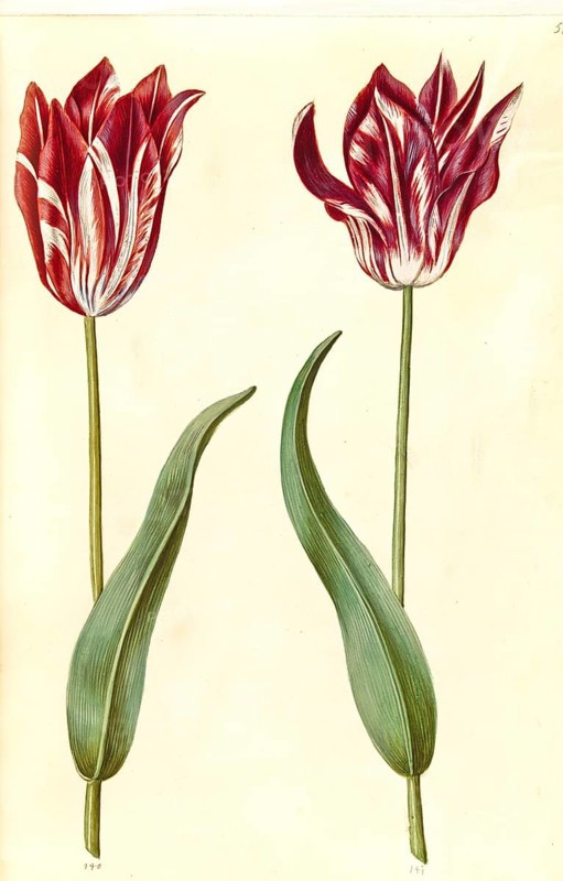 Garden tulip