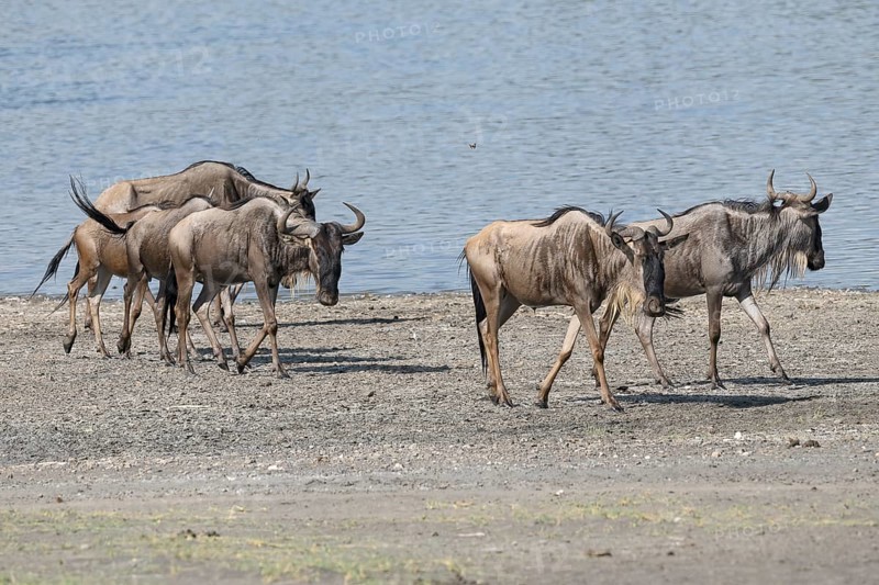 Wildebeest