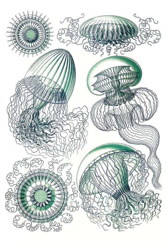 Leptomedusae