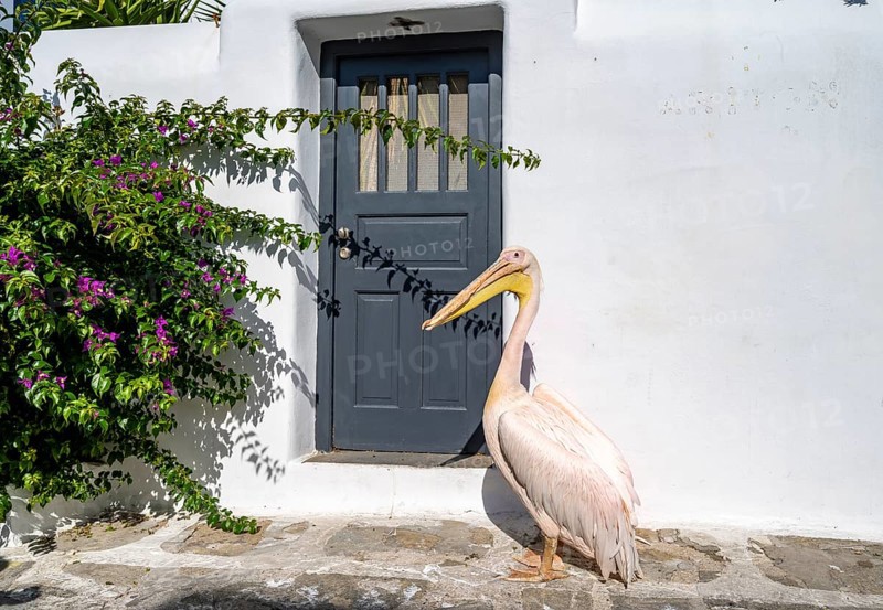 Pelican Petros