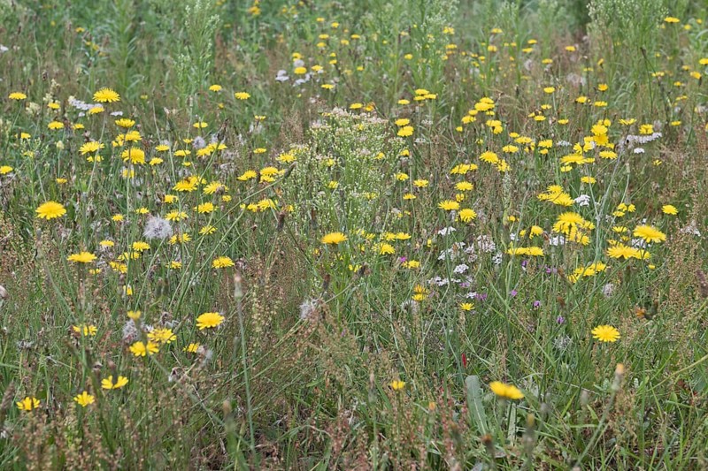 Wildflower meadow with hawkweed