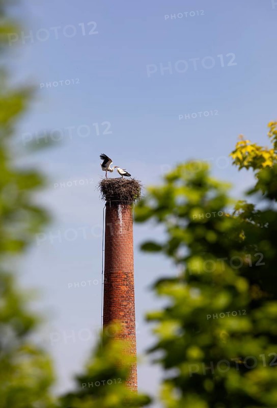 Stork nest with two storks on a chimney