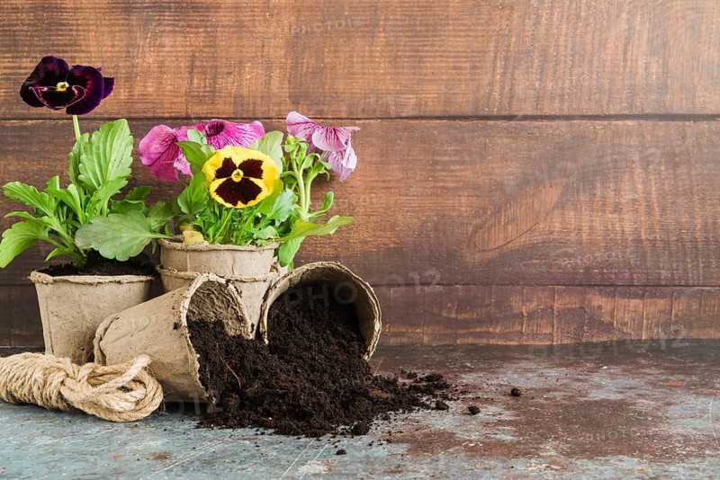 Pansy plants planted peat pots against wooden wall concrete desk