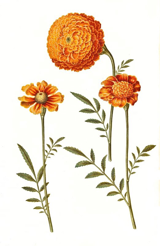 Tagetes patula