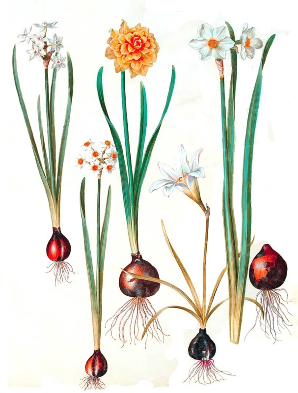 Tazetta