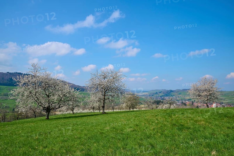 Cherry trees
