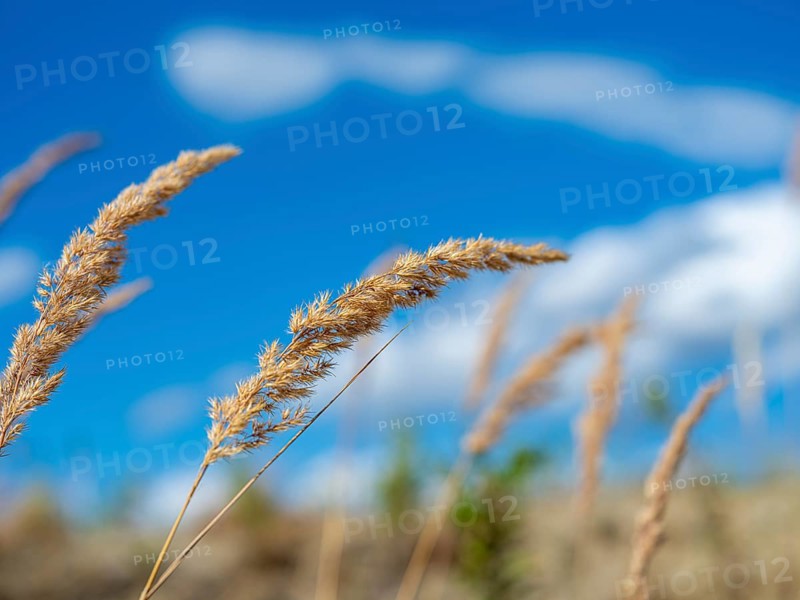 Grasses at Partwitz Lake