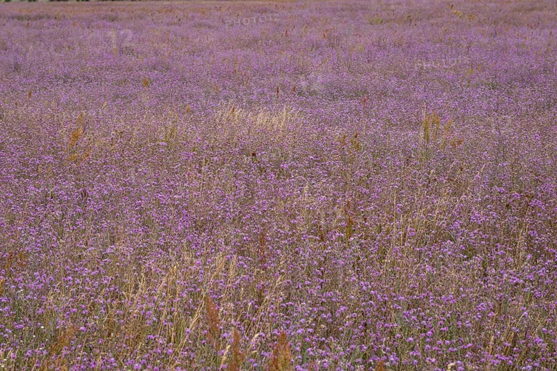 Spotted knapweed