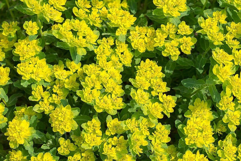 Golden spurge