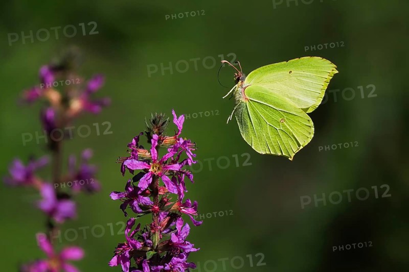 Brimstone