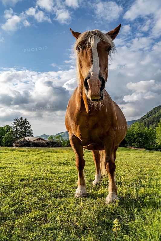 Haflinger horse