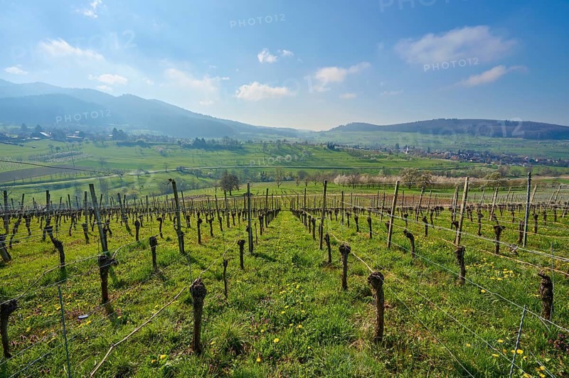 Vineyard