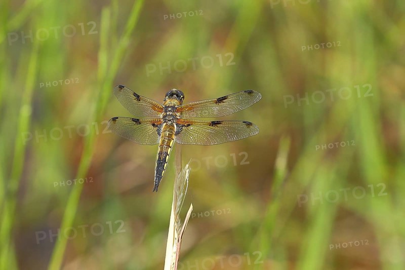 Four-spotted chaser