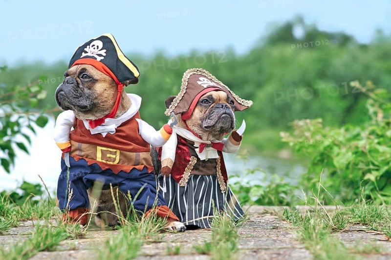 Pair of funny French Bulldog dogs dressed up with pirate and pirate bride costumes with hat